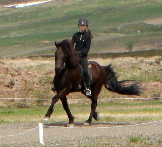 Islænder Glæsir billede 4