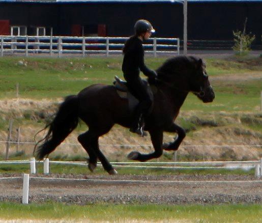 Islænder Glæsir billede 5