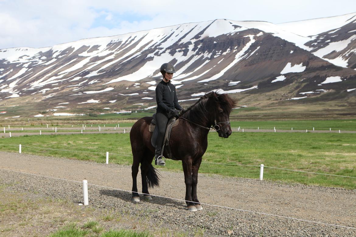 Islænder Glæsir billede 6