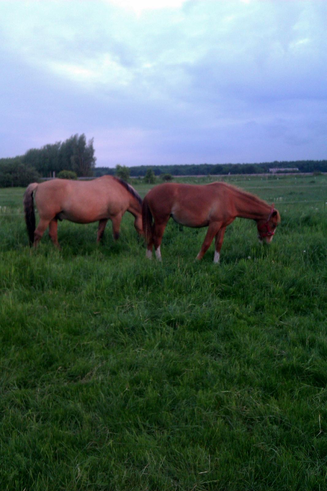 Frederiksborg - Prinsesse Tut (Musse) - Tutter er blevet stoooor ♥Juni - 2013 billede 18