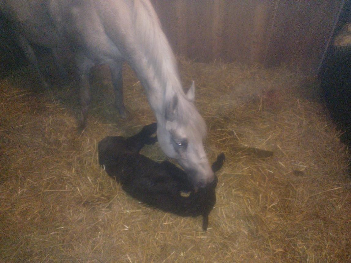 Connemara Granly´s Weena - mor er godt i gang med at slikke Weena ren og tør.. billede 2