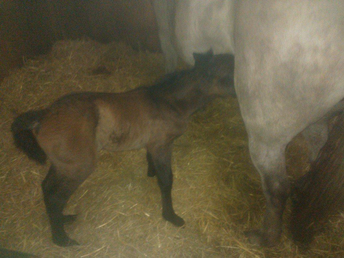 Connemara Granly´s Weena - første mælketår hos mor. billede 3