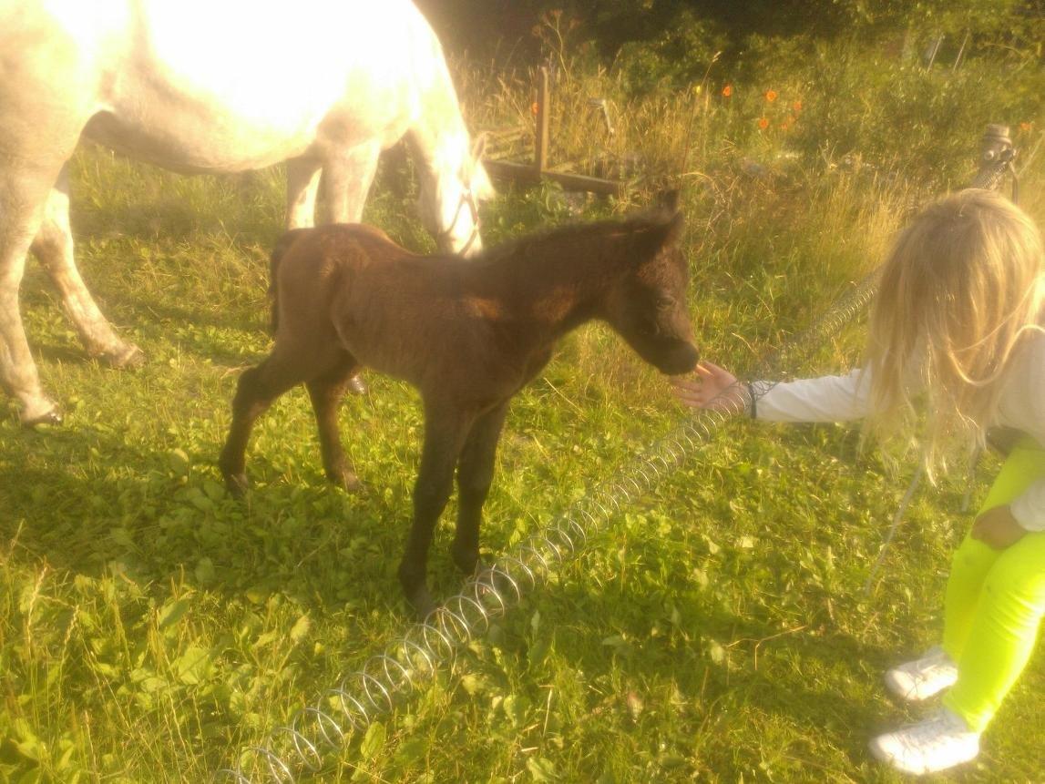 Connemara Granly´s Weena - første dag på græsfold, under en dag gammel. billede 4