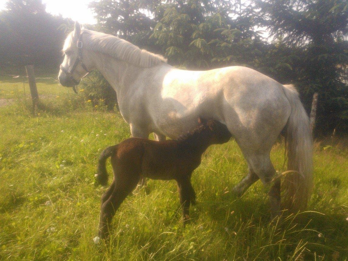 Connemara Granly´s Weena billede 5