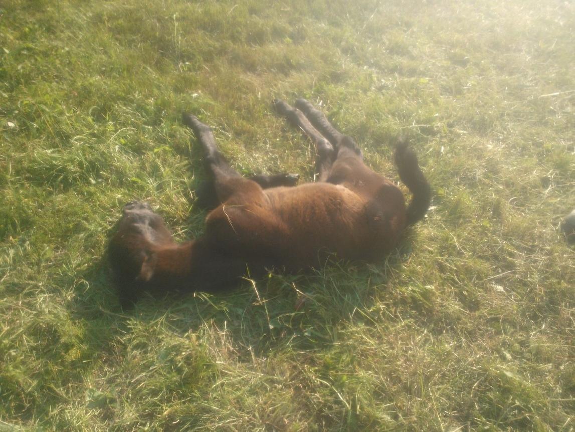 Connemara Granly´s Weena - det er godt nok trættende at være ude på fold med mor billede 6