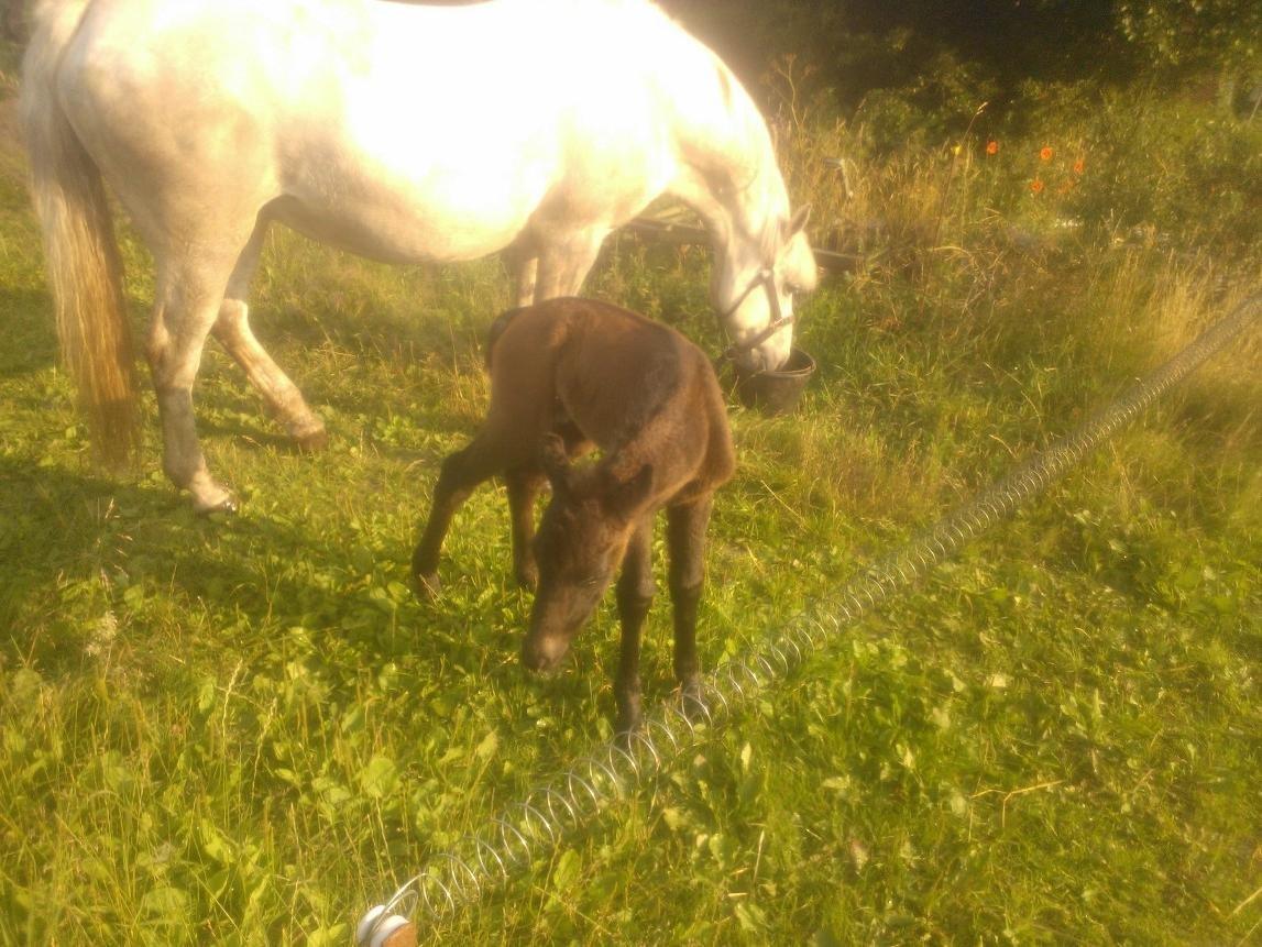 Connemara Granly´s Weena billede 7