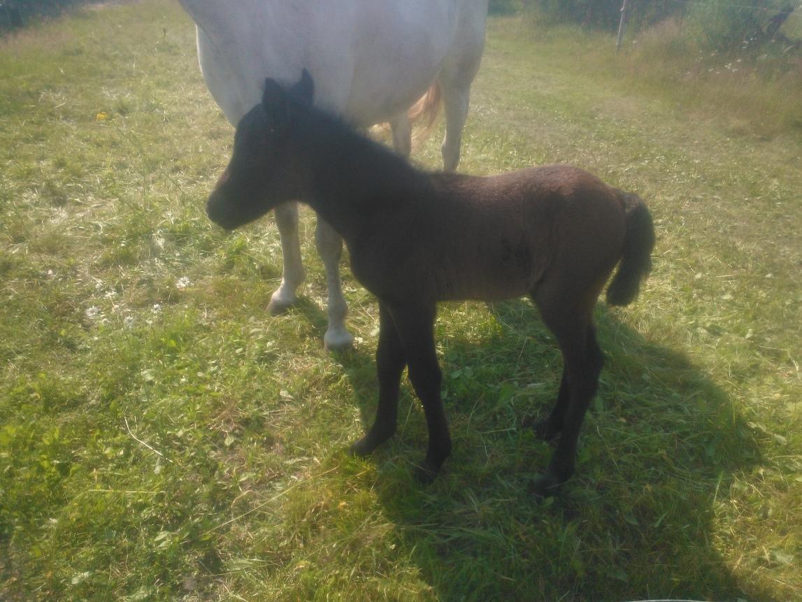 Connemara Granly´s Weena billede 8