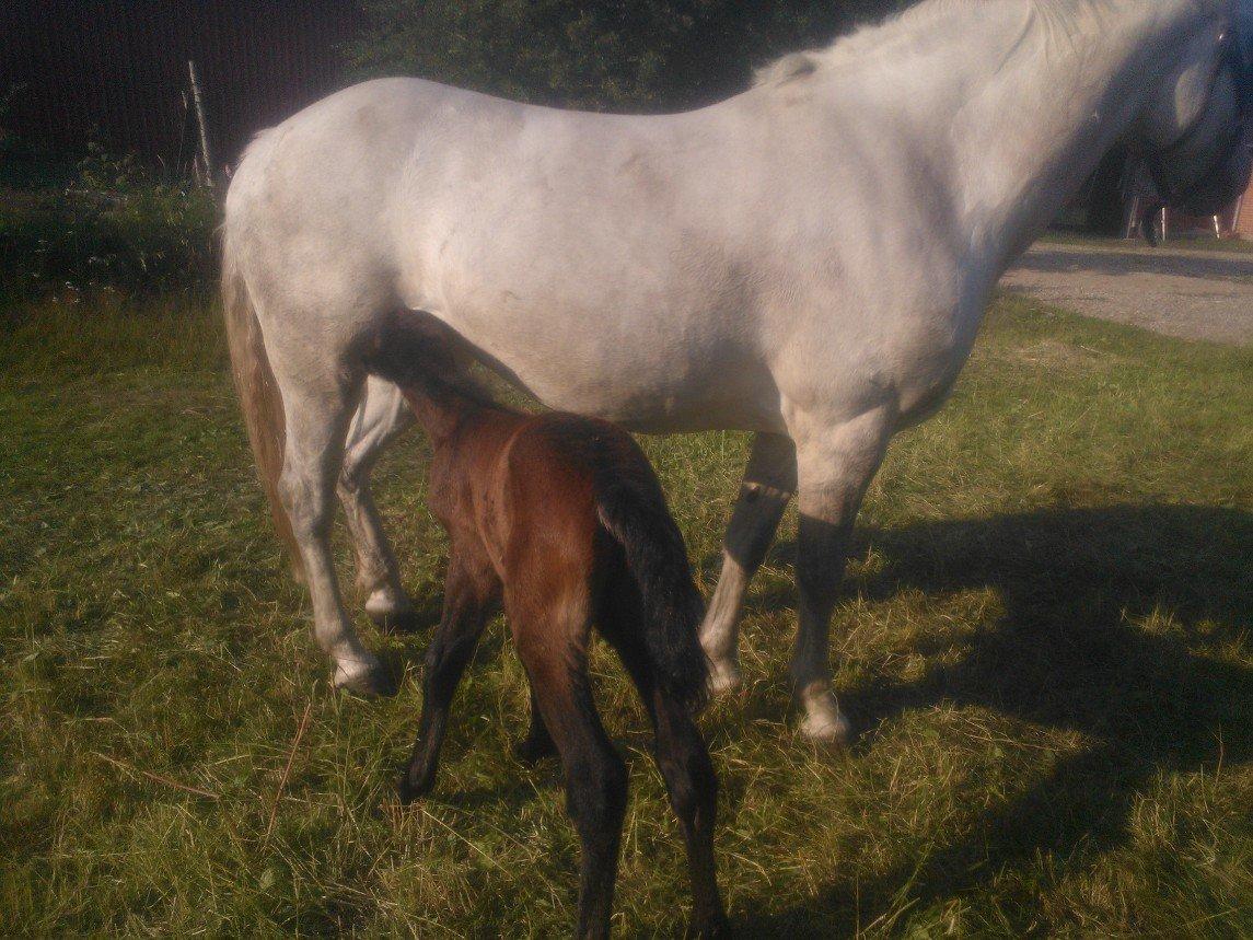 Connemara Granly´s Weena - mælkebaren er åben igen.. ;O) billede 9