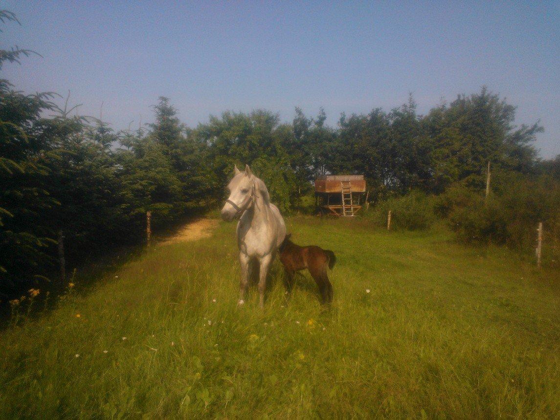 Connemara Granly´s Weena billede 10