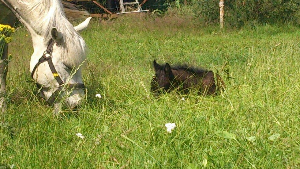 Connemara Granly´s Weena - og så sover vi lidt igen..  billede 11