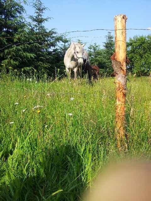 Connemara Granly´s Weena billede 12