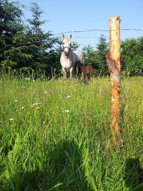 Connemara Granly´s Weena billede 13