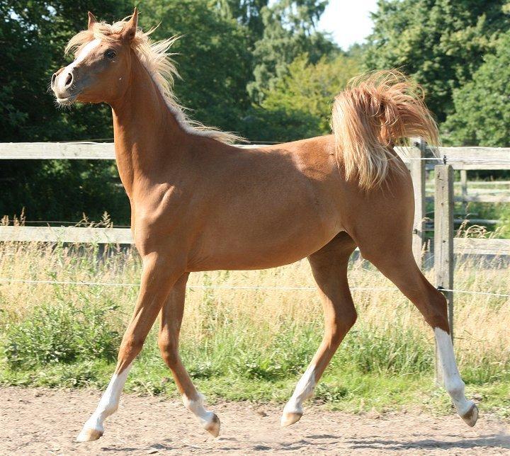 Arabisk fuldblod (OX) Waliyyah APN - SOLGT - Juli 2013 billede 17