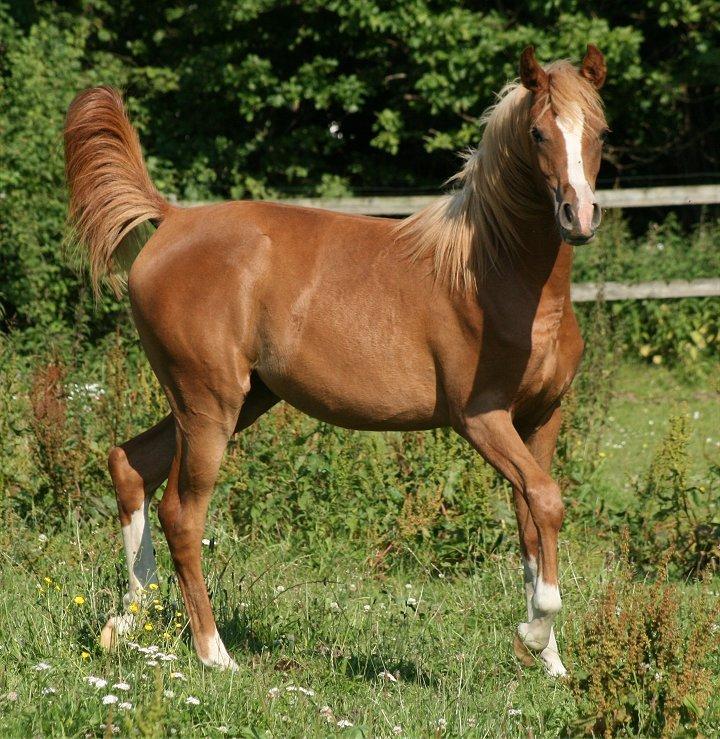 Arabisk fuldblod (OX) Waliyyah APN - SOLGT - Juli 2013 billede 1