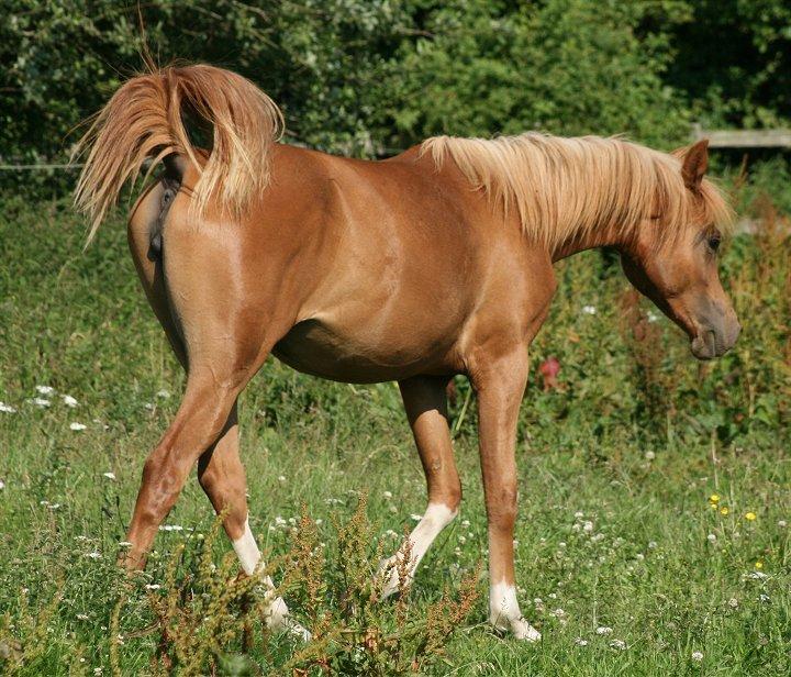 Arabisk fuldblod (OX) Waliyyah APN - SOLGT - Juli 2013 billede 18