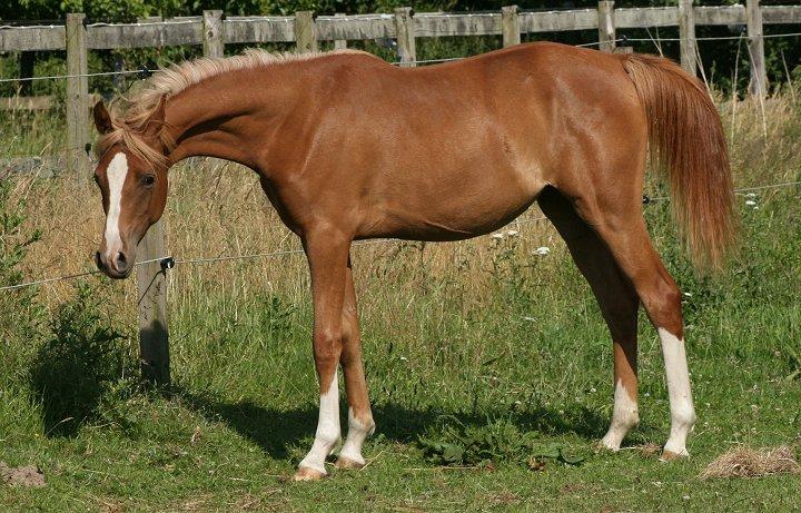 Arabisk fuldblod (OX) Waliyyah APN - SOLGT - Juli 2013 billede 19