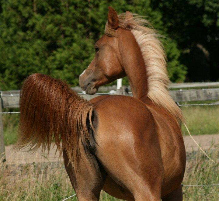 Arabisk fuldblod (OX) Waliyyah APN - SOLGT billede 20