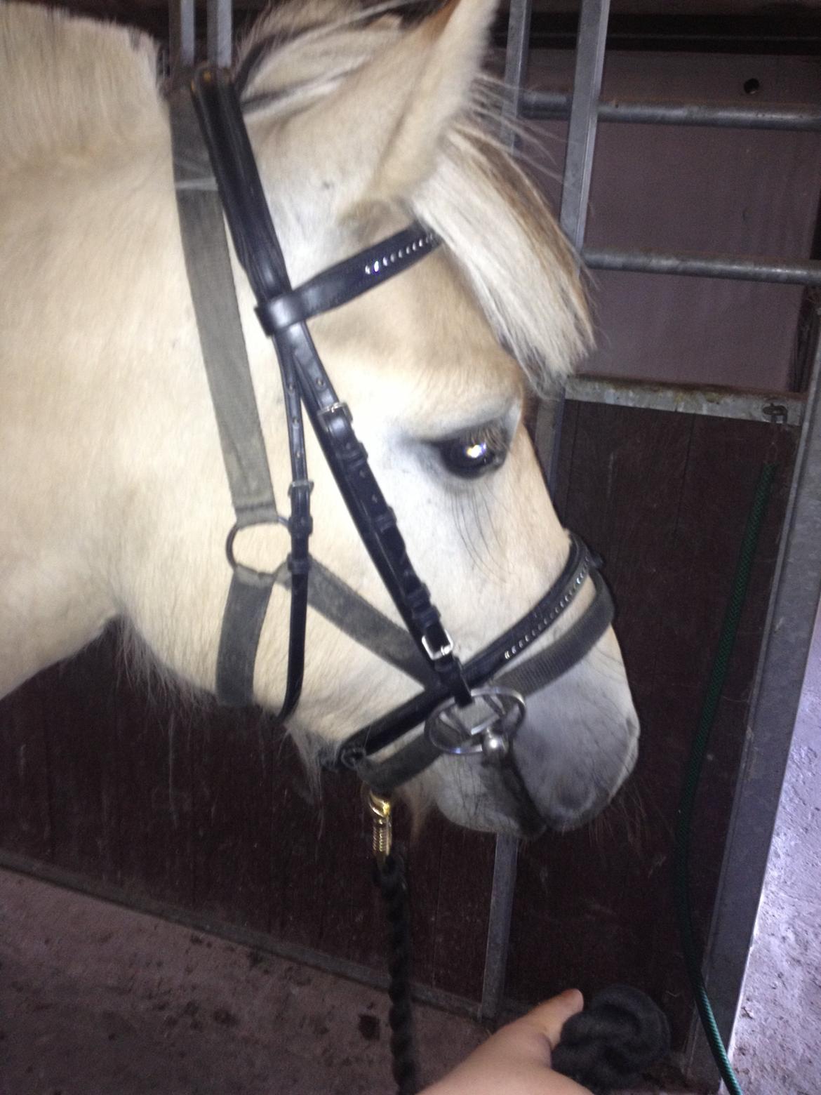 Fjordhest Ågerupgaards Benjamin billede 10