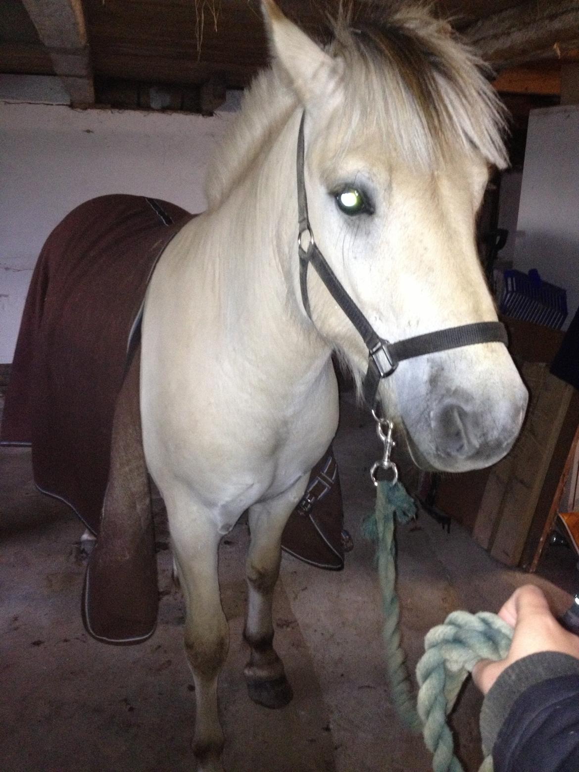 Fjordhest Ågerupgaards Benjamin billede 11