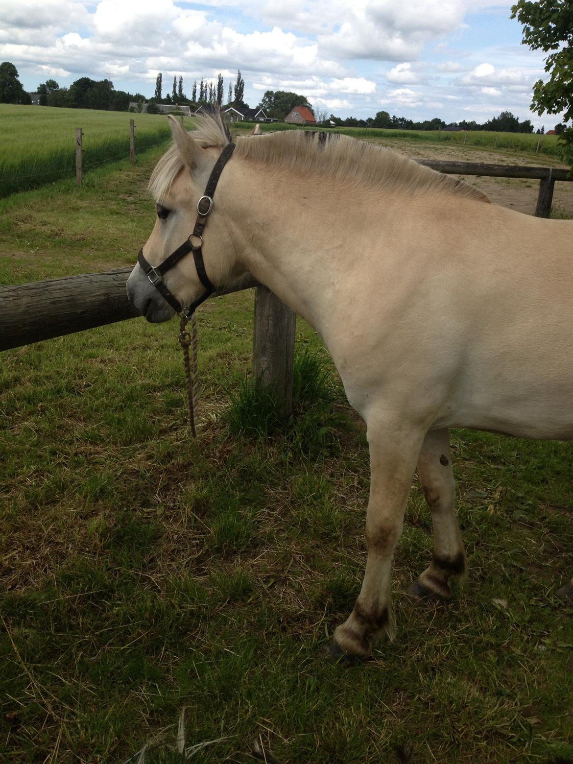 Fjordhest Ågerupgaards Benjamin billede 12