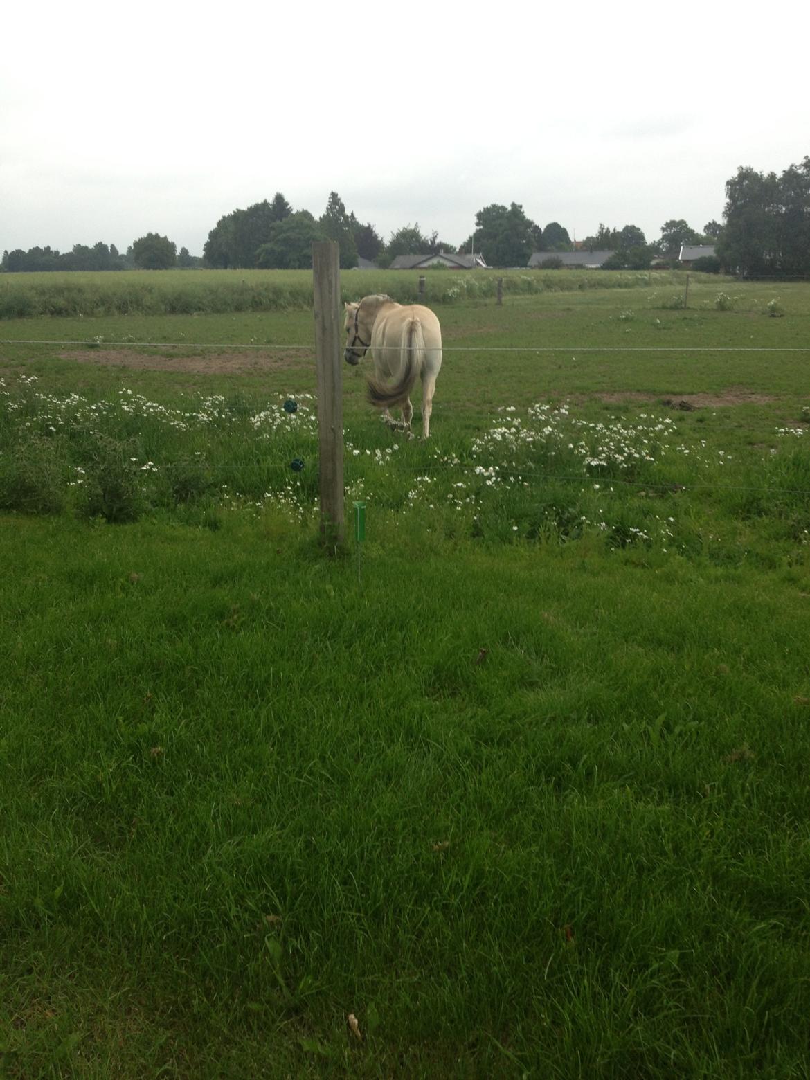Fjordhest Ågerupgaards Benjamin billede 13