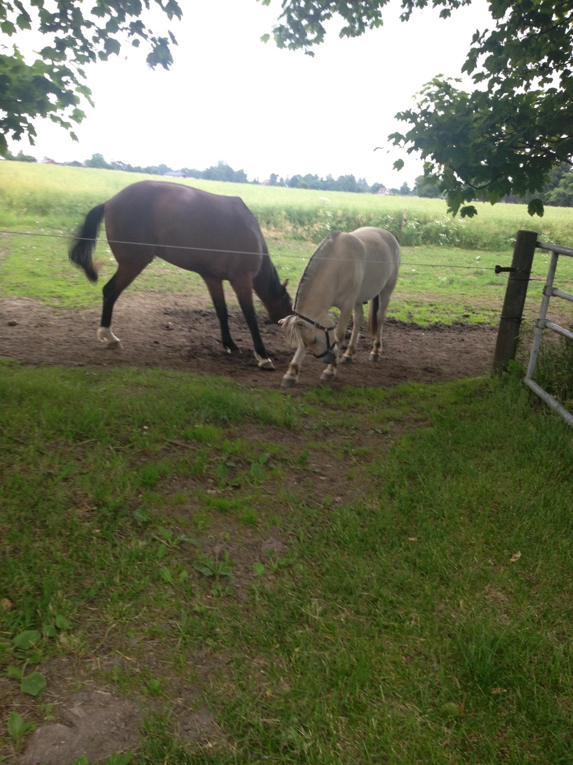 Fjordhest Ågerupgaards Benjamin billede 14