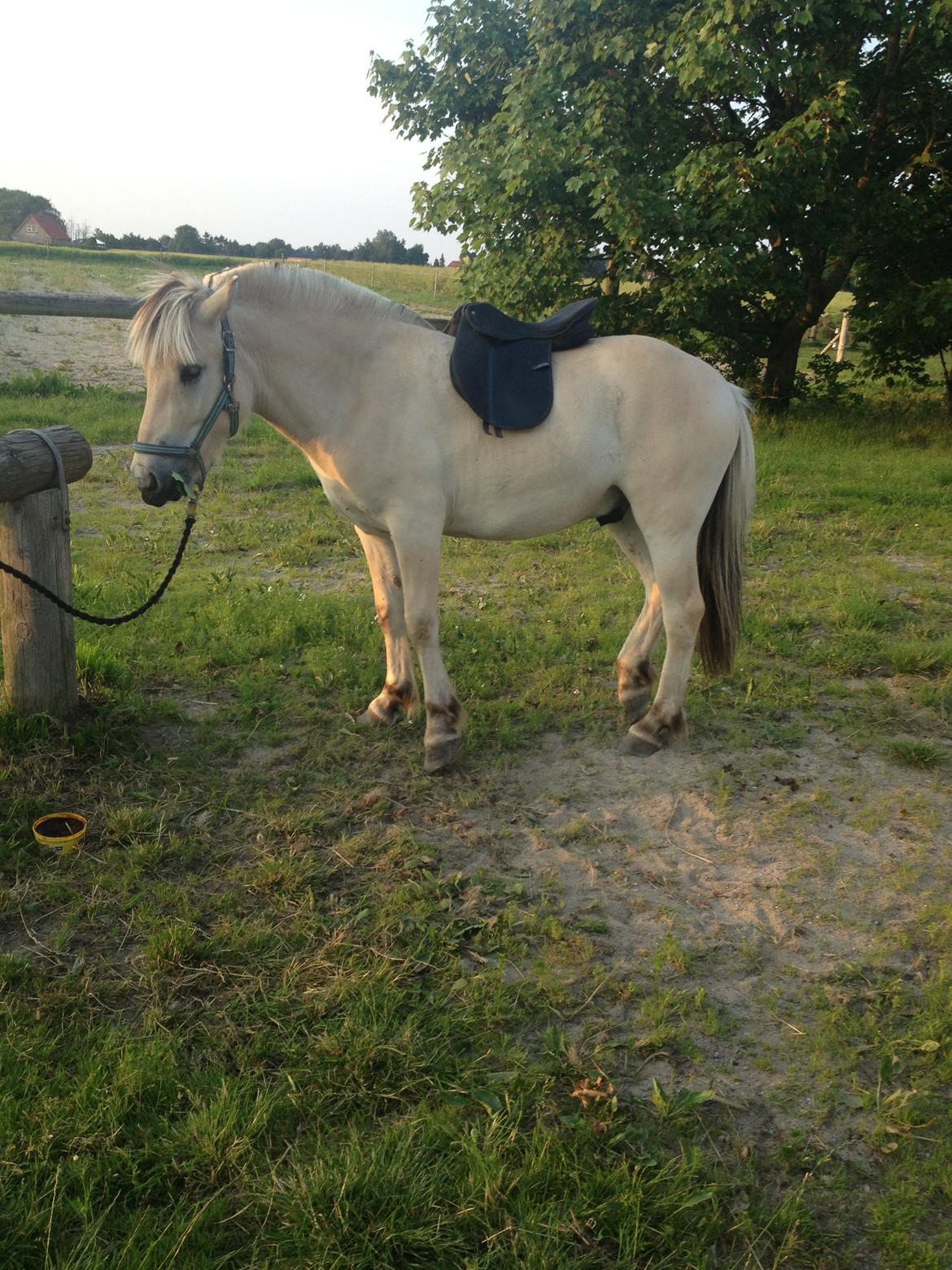 Fjordhest Ågerupgaards Benjamin billede 15