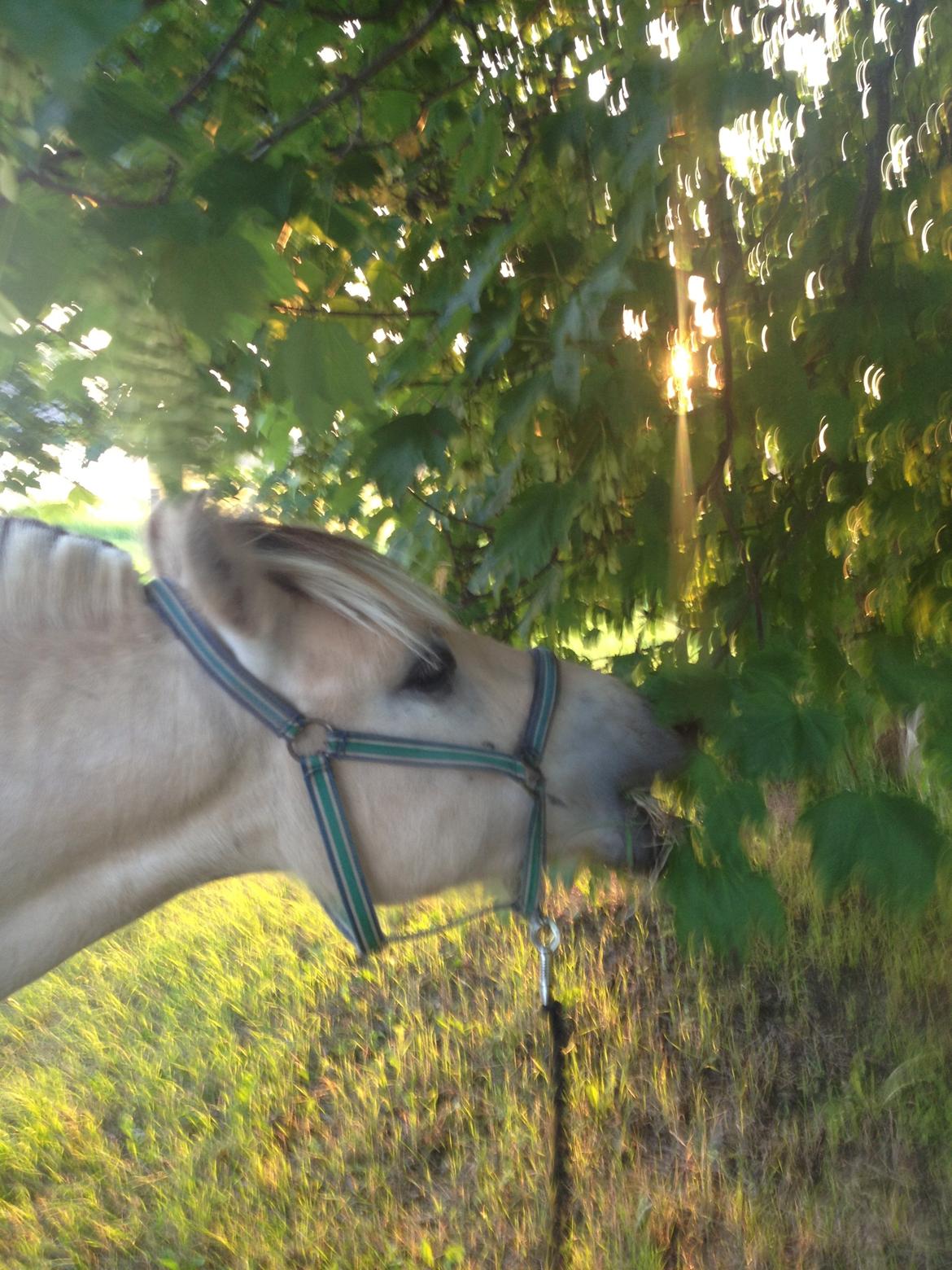 Fjordhest Ågerupgaards Benjamin billede 16