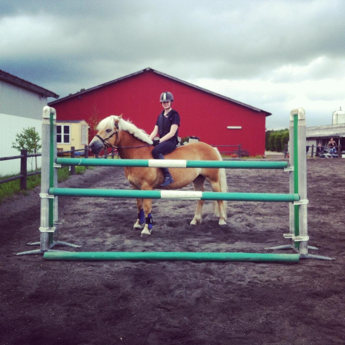 Haflinger Hestehovens Archibald - 120cm uden sadel og bidløst billede 24