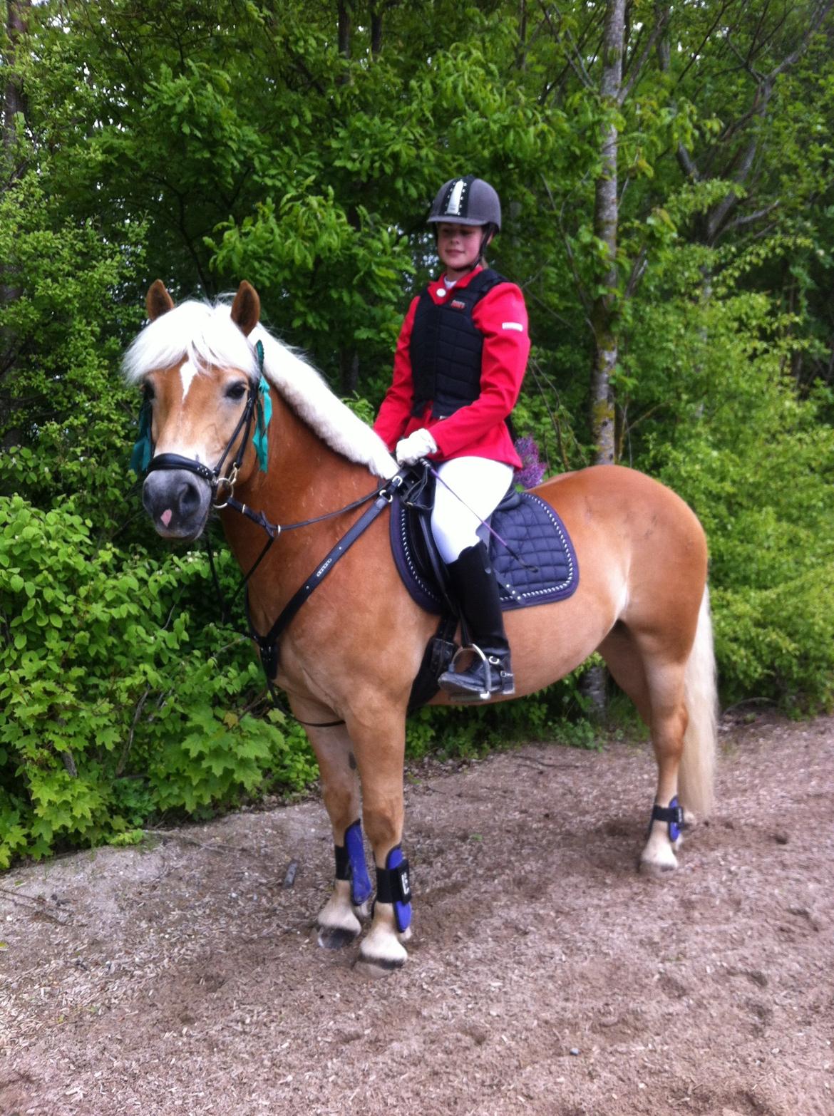 Haflinger Hestehovens Archibald billede 25