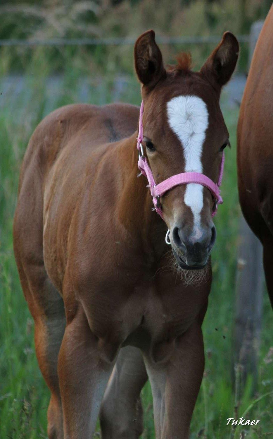 Quarter Slowmovin Hot Fudge billede 4