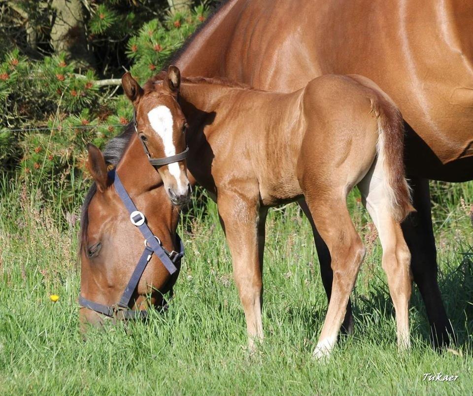 Quarter Slowmovin Hot Fudge billede 5