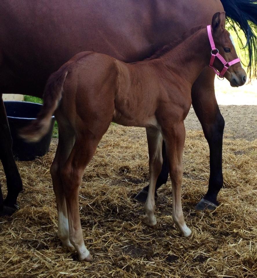 Quarter Slowmovin Hot Fudge billede 6