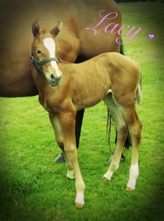 Quarter Slowmovin Hot Fudge billede 8