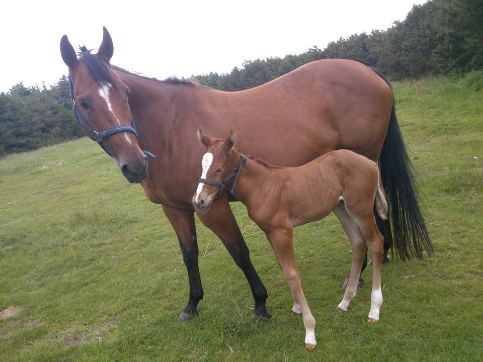 Quarter Slowmovin Hot Fudge billede 9