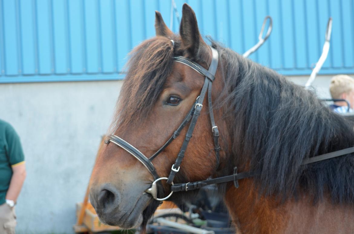 Jyde Hans - Landsskuet 2013 - fredag d. 5. juli billede 3