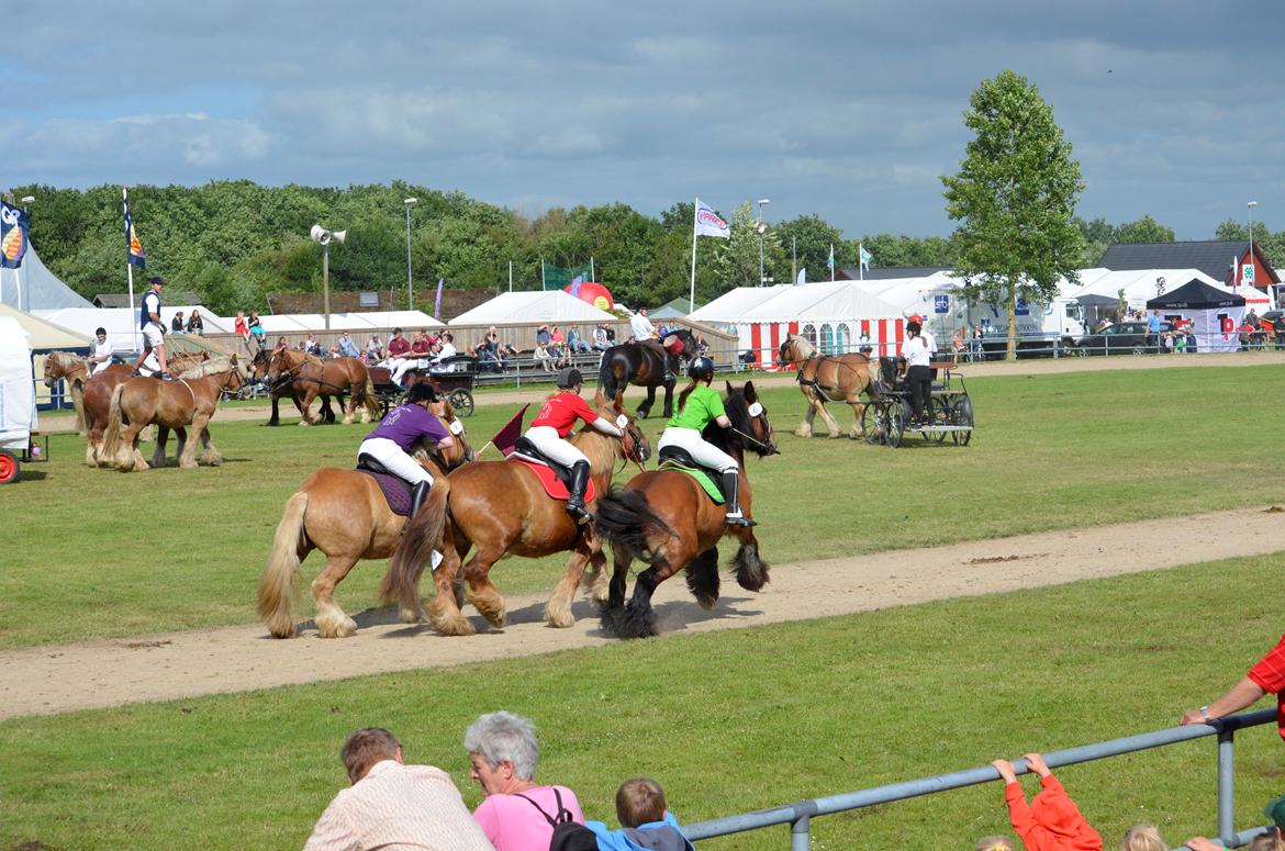 Jyde Hans - Landsskuet 2013 - fredag d. 5. juli. Jydeshow i den store ring. billede 4