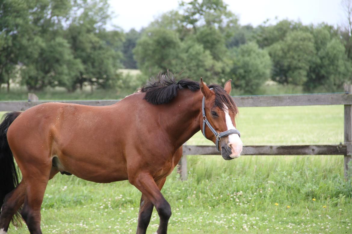 Welsh Cob (sec D) Lindberg (DEN) Nobleman - Første gang på fold.
Foto:Amalie Kidmose billede 2