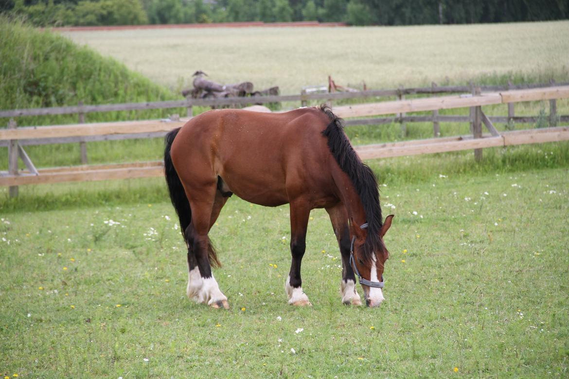 Welsh Cob (sec D) Lindberg (DEN) Nobleman - Foto:Amalie Kidmose billede 4