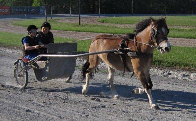 Anden særlig race Fernando - Min prins på billund travbane<3 kæft jeg savner dig billede 2