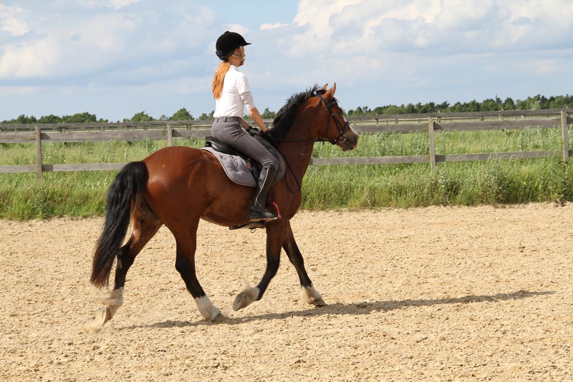 Welsh Cob (sec D) Lindberg (DEN) Nobleman - Første Ride tur billede 6