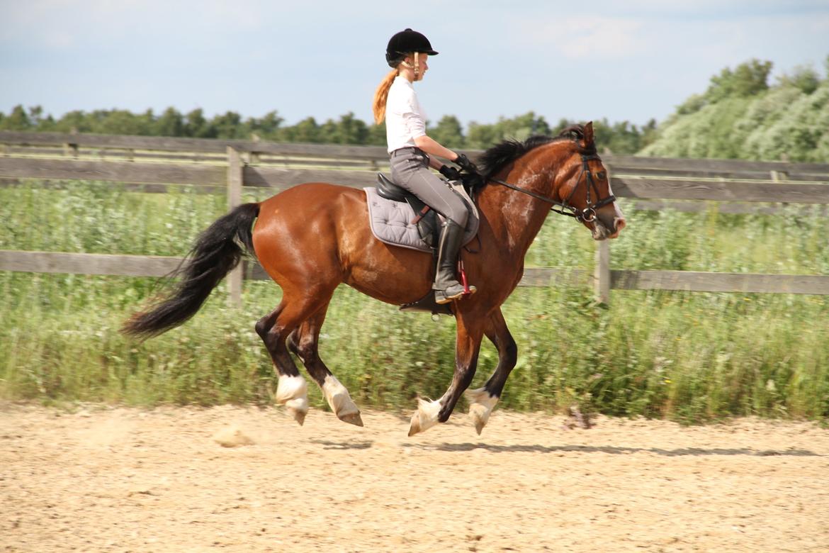 Welsh Cob (sec D) Lindberg (DEN) Nobleman - Galop :-* billede 14