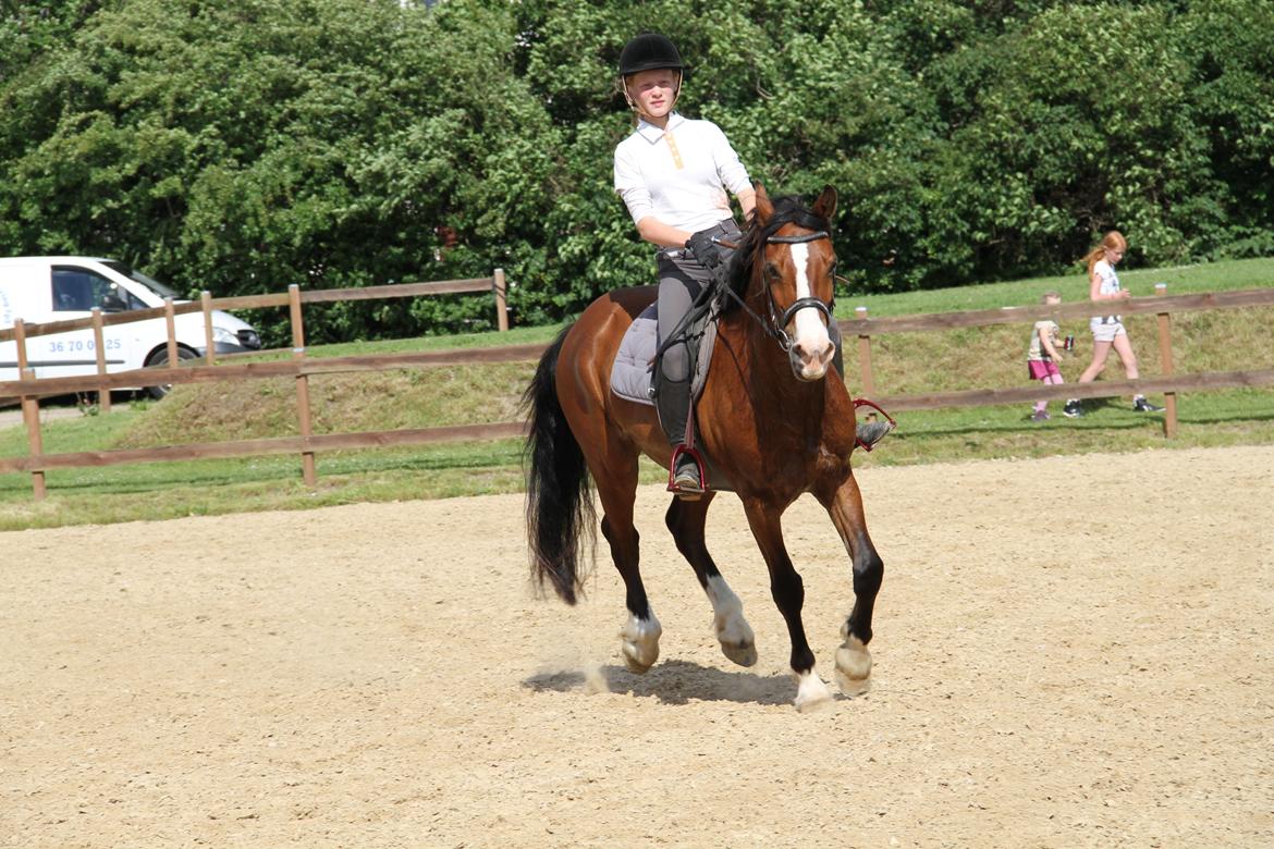 Welsh Cob (sec D) Lindberg (DEN) Nobleman - Galop :-* billede 7