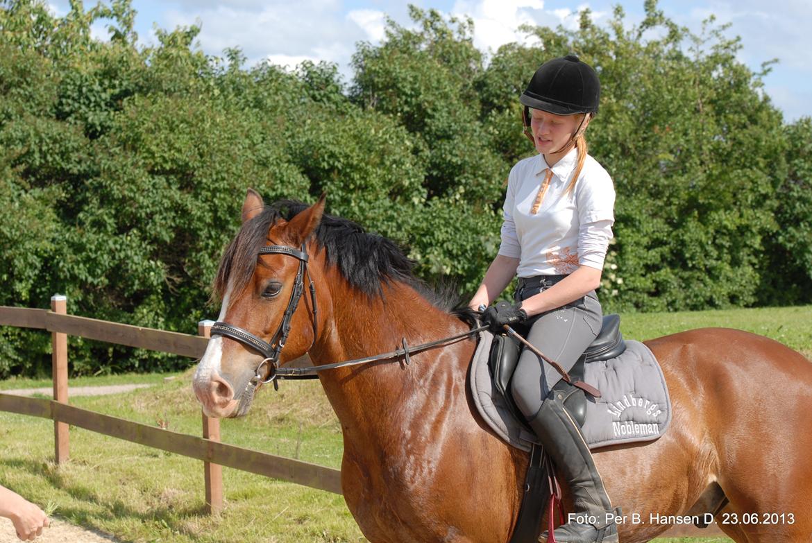 Welsh Cob (sec D) Lindberg (DEN) Nobleman - Efter Træning :)
Hygge snak med familien! billede 8