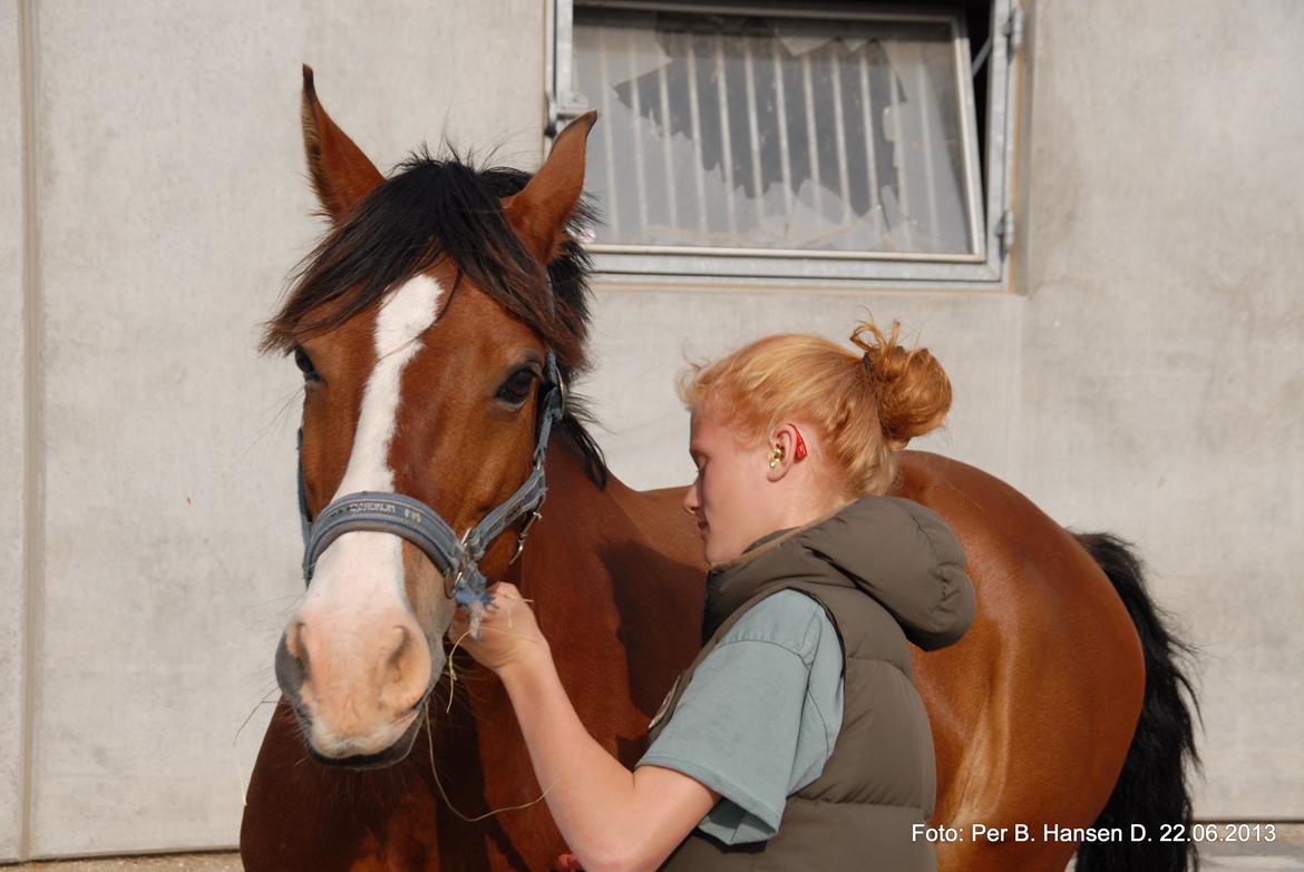 Welsh Cob (sec D) Lindberg (DEN) Nobleman - Så kom vi endelig hjem fra Jylland! Laang tur, med en sød pony billede 9