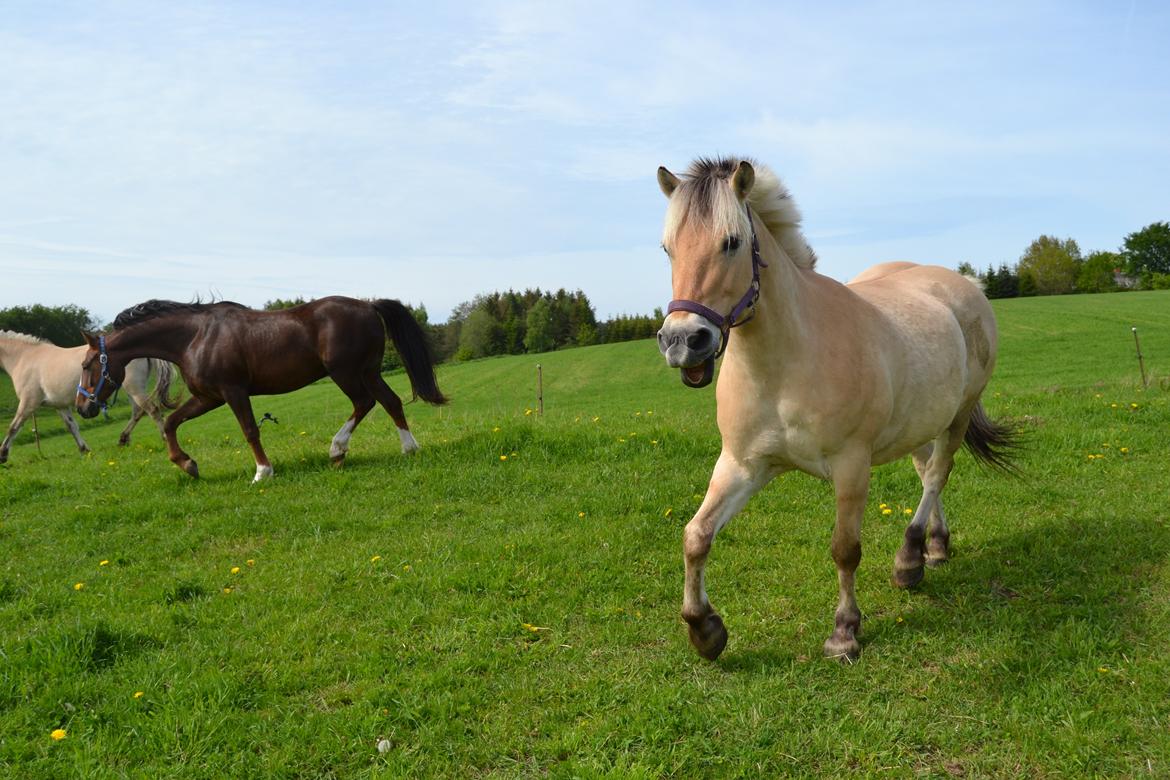 Fjordhest Casper Hedelund - Haha! :D  billede 2