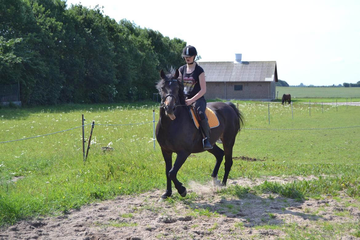 Anden særlig race Taura - Skørt billede 14