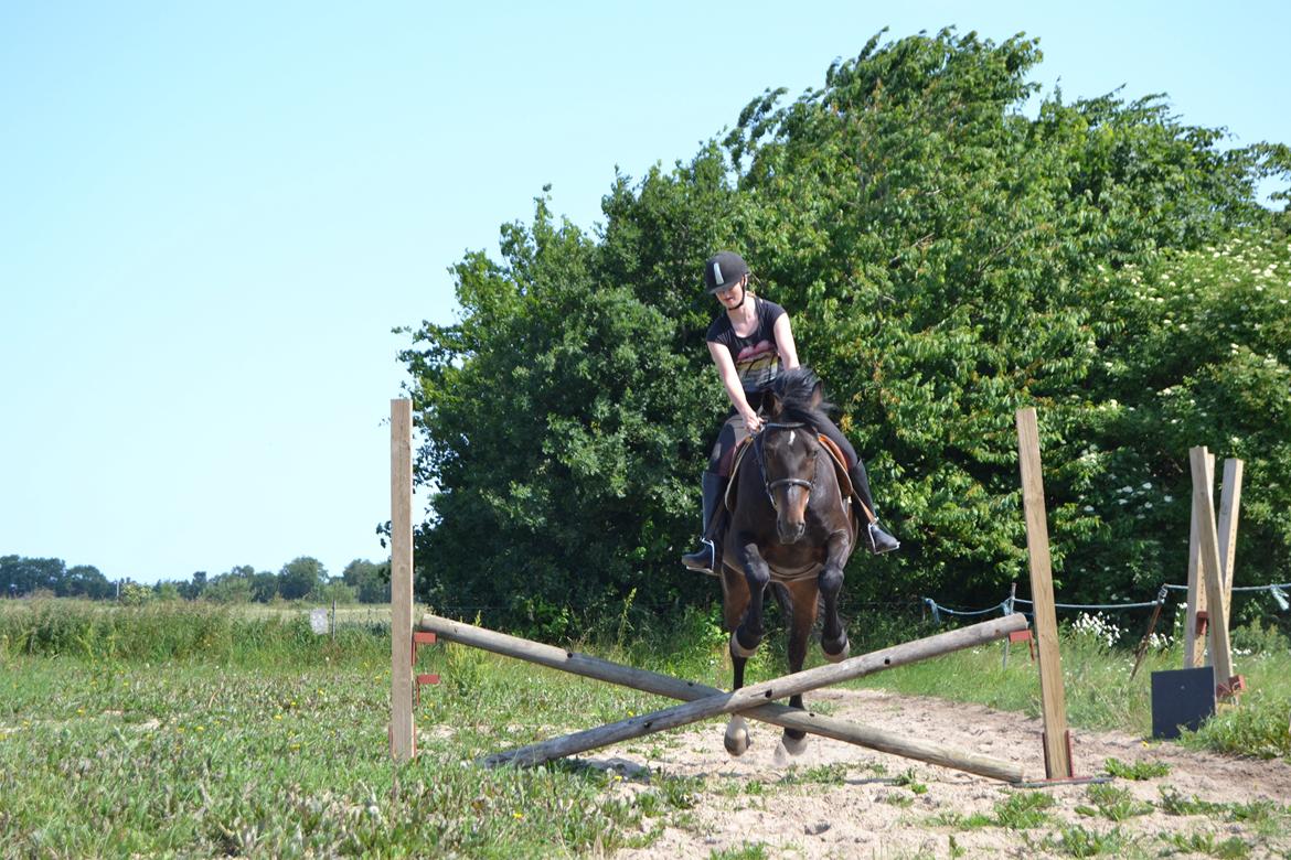Anden særlig race Taura - Go Taura! billede 11