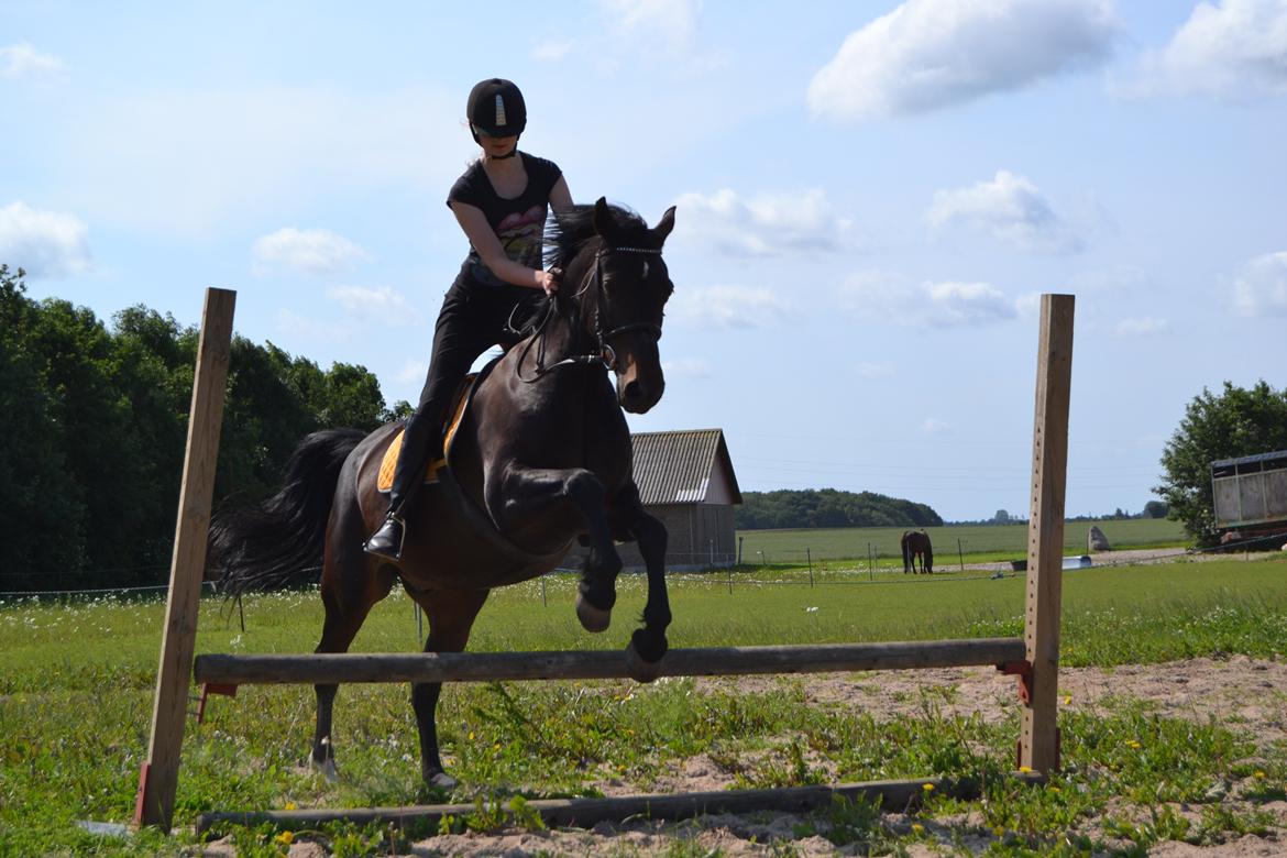 Anden særlig race Taura - Godt nok giver jeg ham alt for meget tøjle, men han skal jo lige lære det!
Også kigger jeg ned, for helvede Kamilla billede 2