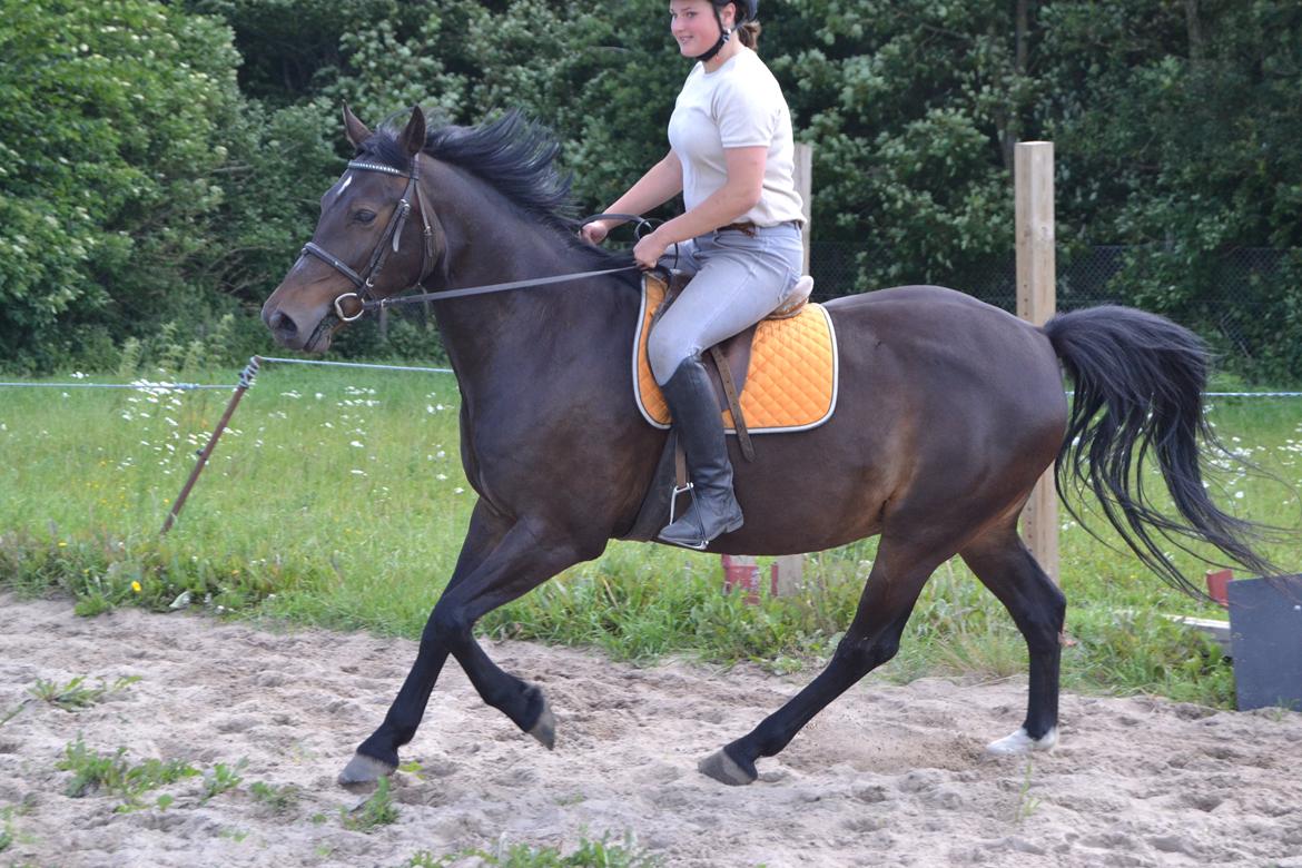 Anden særlig race Taura - Wiiiii billede 7